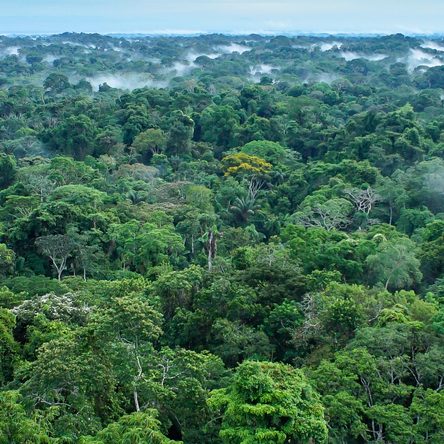 Beautiful landscape of the amazon rainforest, Yasuni National Park, Ecuador