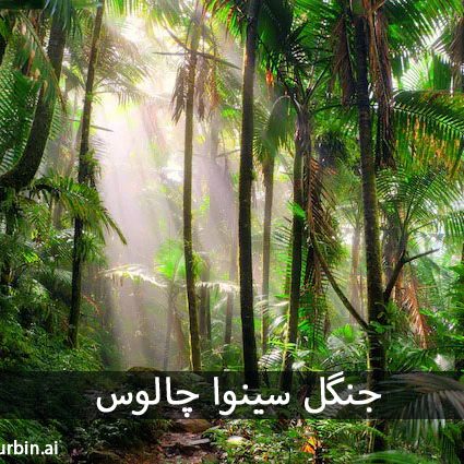 جنگل سینوا کجاست جنگل سینوا کجاست