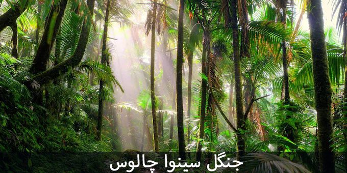 جنگل سینوا کجاست