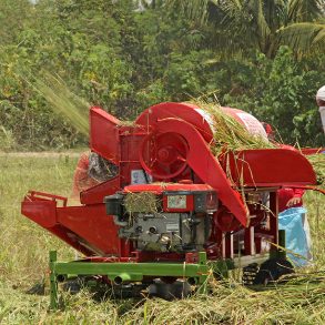 آیین گندم کوبی