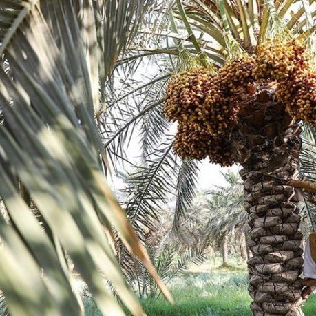 جشن برداشت خرما