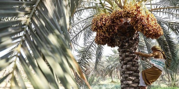 جشن برداشت خرما