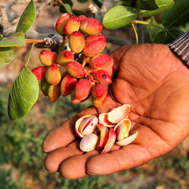 جشن برداشت پسته