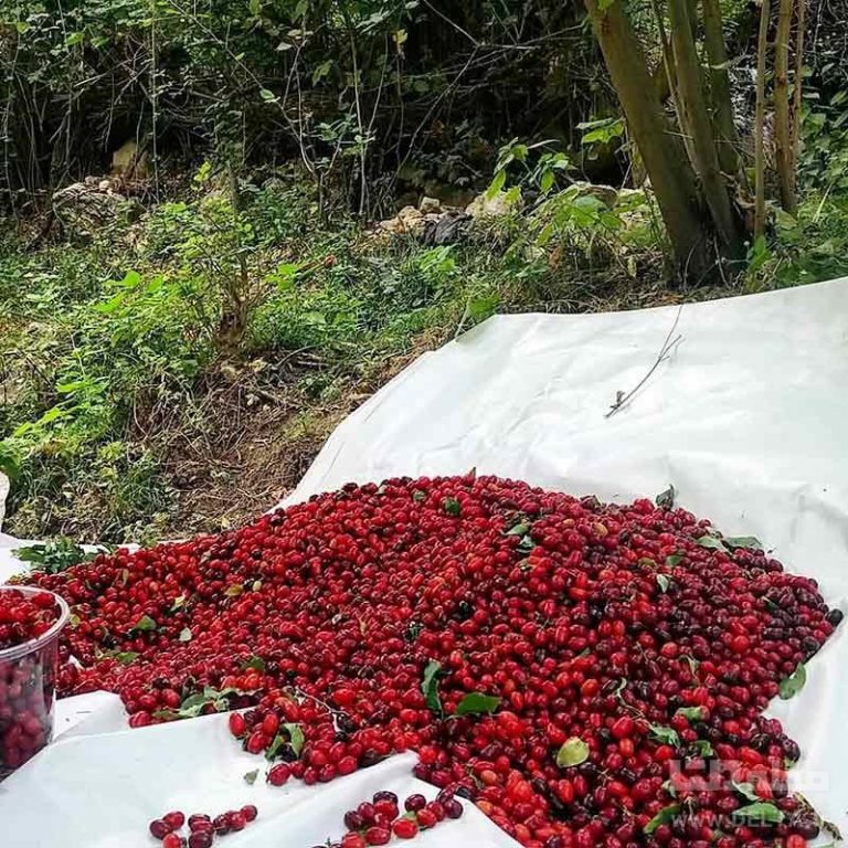 جشن زغال اخته