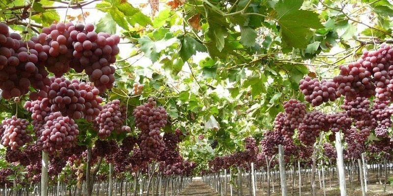 جشنواره انگور هزاوه