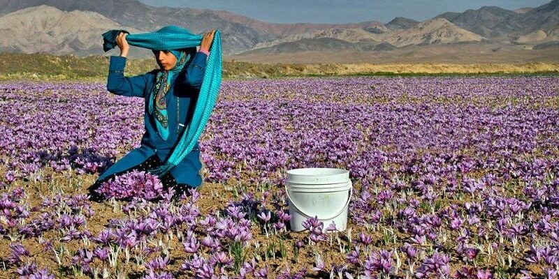 جشنواره زعفران ازان میمه