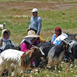 جشنواره شیردوشان (دودوشان)