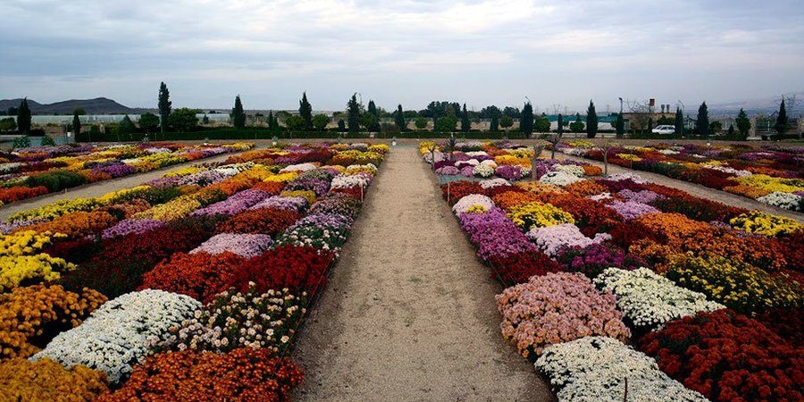 جشنواره گل محلات