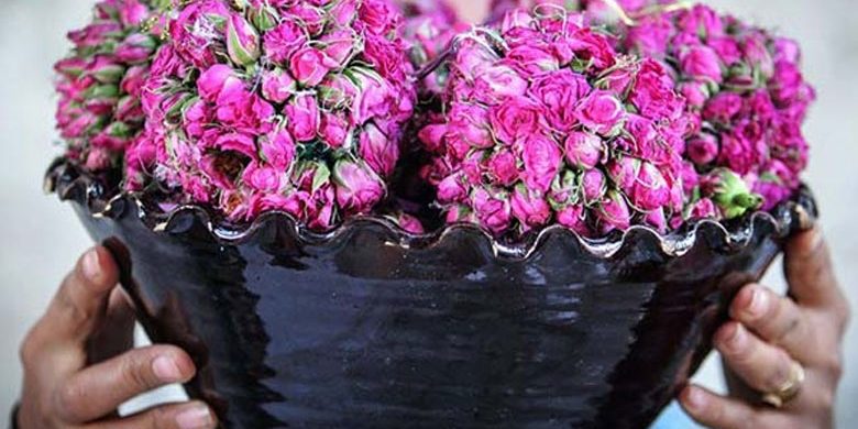 جشنواره گل و گلاب