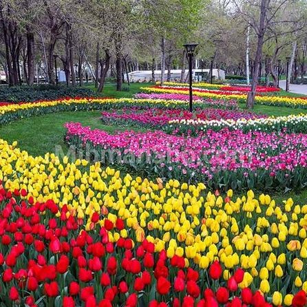 جشنواره گل کرج