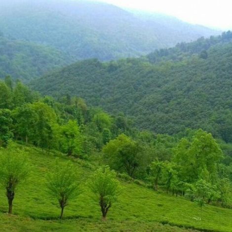 سیاهکل-گیلان-کجاست-و-چرا-باید-به-آن_جا-سفر-کنیم؟-780×470