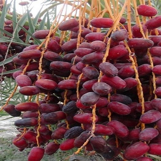 سوغات اهواز سوغات اهواز