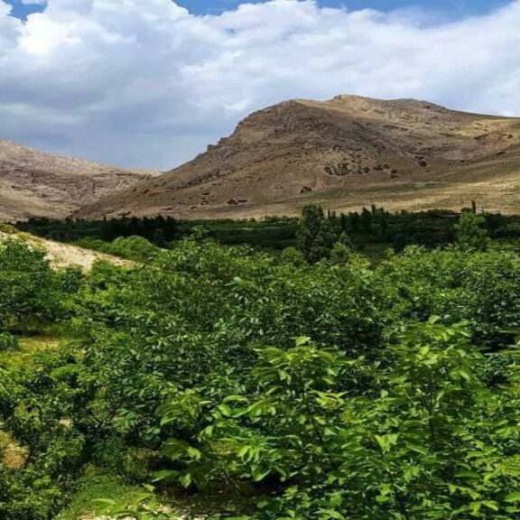 روستای زرین دشت کجاست روستای زرین دشت کجاست