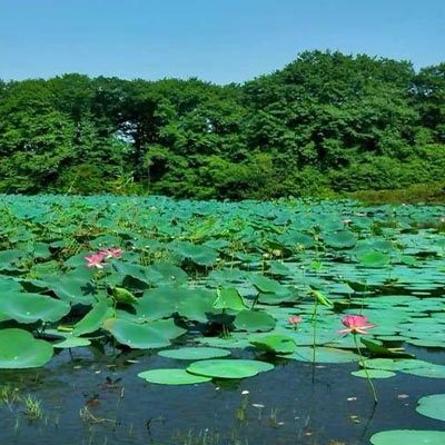 تالاب سوستان در بهار تالاب سوستان در بهار