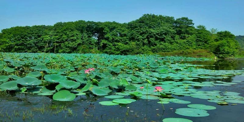 تالاب سوستان در بهار تالاب سوستان در بهار