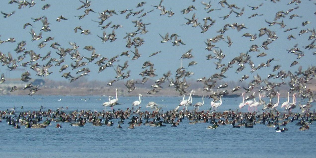 تالاب گمیشان تالاب گمیشان