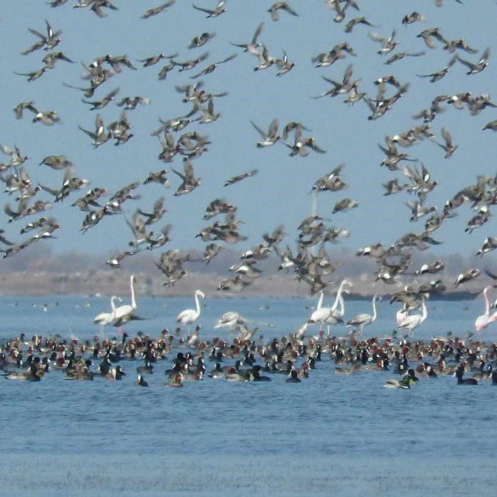 تالاب گمیشان تالاب گمیشان