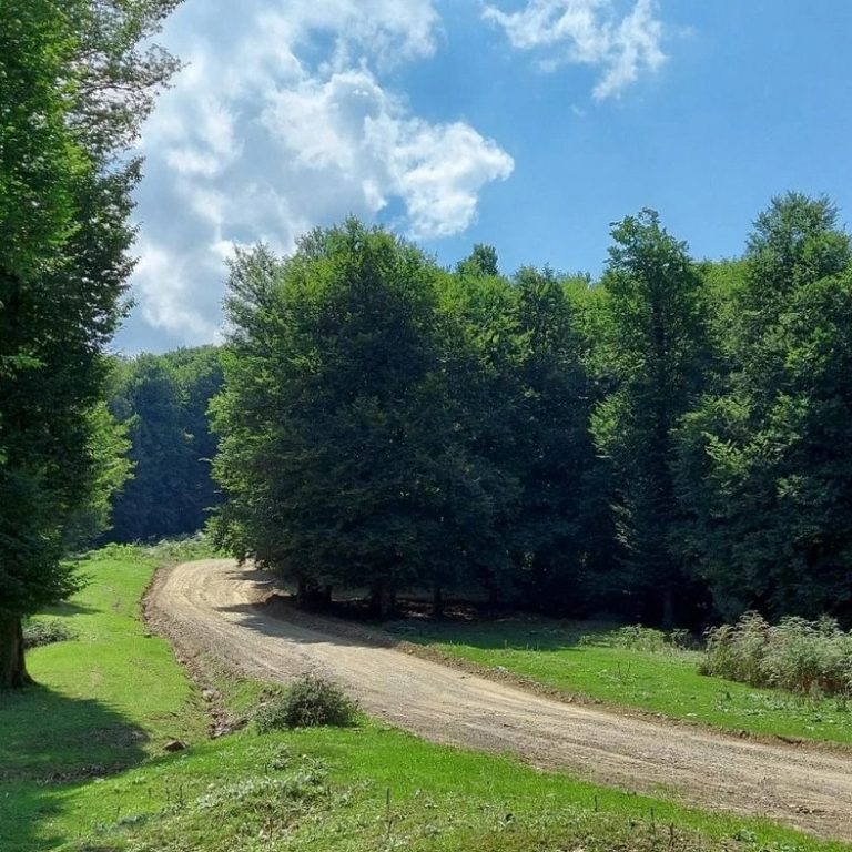 جنگل مازیچال تکهای از بهشت در ارتفاعات کلاردشت