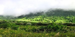 کمپ جنگلی 