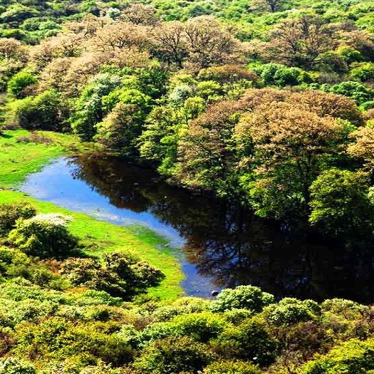 جنگل‌نوردی تابستانی