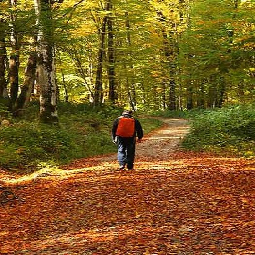 تورهای طبیعت‌گردی پاییزی