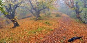 تور طبیعت‌گردی پاییز