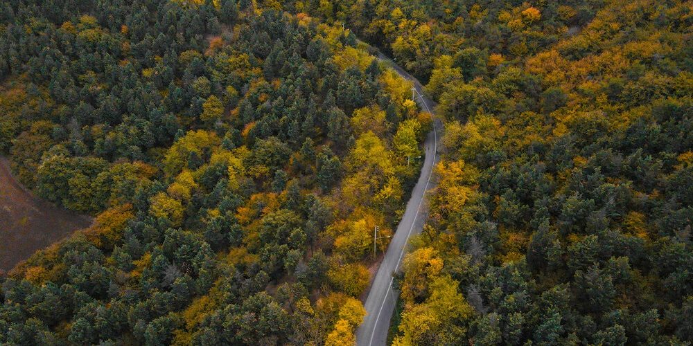 جنگلهای هیرکانی سفر به پارک ملی گلستان