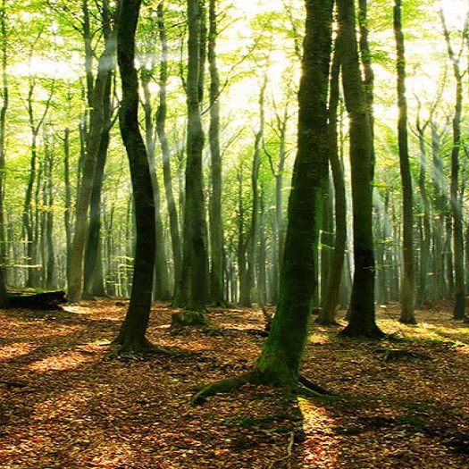 سفر به جنگل راش سوادکوه با خودرو شخصی