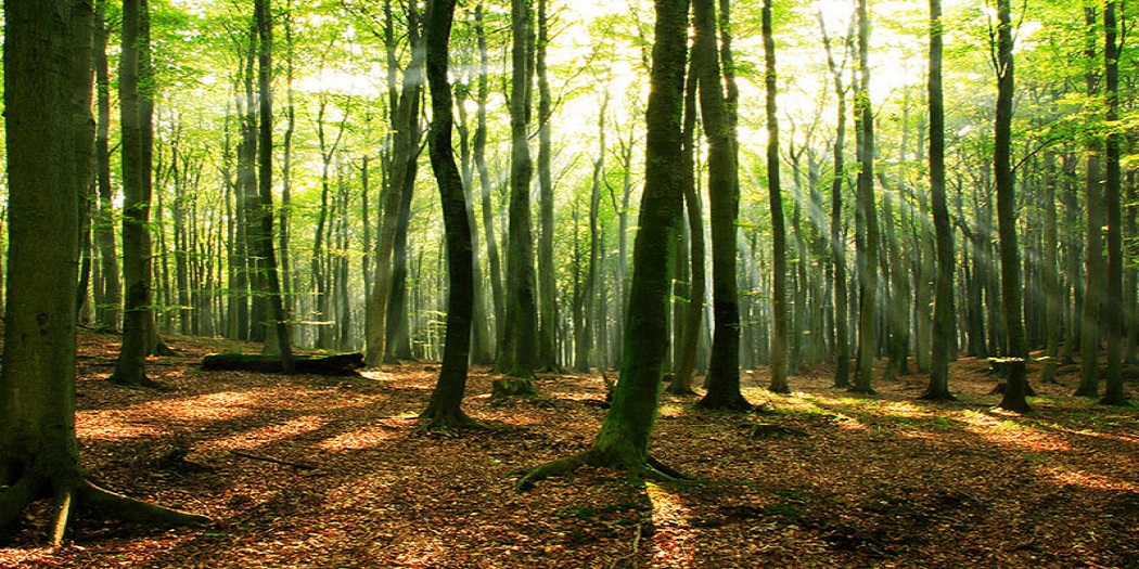 سفر به جنگل راش سوادکوه با خودرو شخصی سفر به جنگل راش سوادکوه با خودرو شخصی