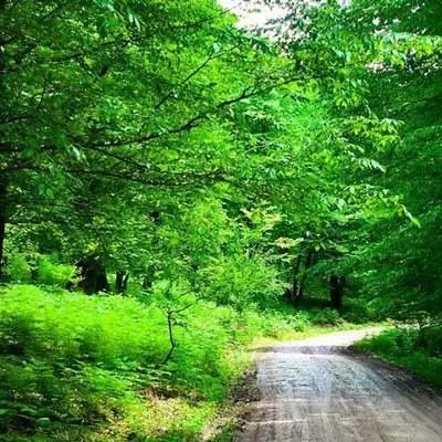 پارک-جنگلی-خشکه-داران